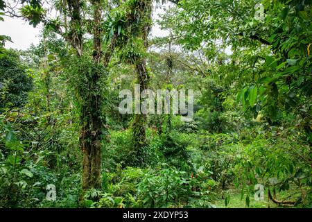Nebelwald in der Nähe der Arenal Observatory Lodge, Costa Rica, La Fortuna Stockfoto