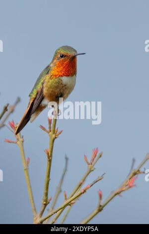 Szintillant Kolibri (Selasphorus scintilla), männlich auf einem Busch sitzend, Costa Rica, San Gerardo de Dota Stockfoto