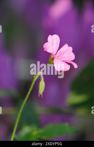 Französischer Kranzschnabel, Endres Kranzschnabel (Geranium endressii), Blüte und Knospen Stockfoto