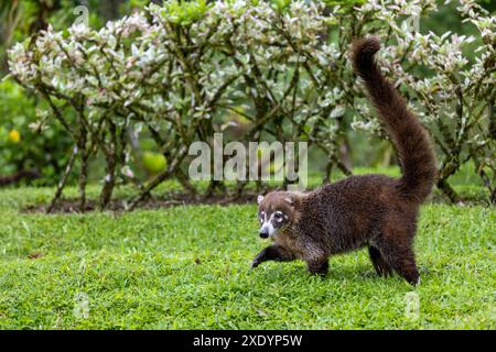 Weissnasen-Coati, Coatimundi, antoon, gato solo, Pizote, tejon (Nasua narica), läuft auf freiem Gelände im Regenwald, Costa Rica, La Fortuna Stockfoto