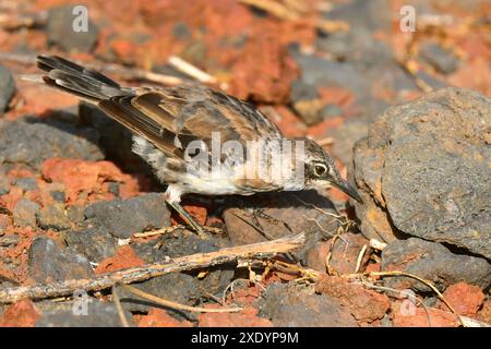 Galapagos-Spottvogel (Mimus parvulus, Nesomimus parvulus), auf der Suche nach Nahrung, Ecuador, Galapagos-Inseln Stockfoto