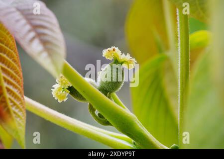 Walnuss (Juglans regia), weibliche Blumen, Kroatien Stockfoto