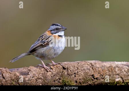Der Spatzen mit Rufenkragen (Zonotrichia capensis) befindet sich auf einem Zweig am Regenwald, Costa Rica, Los Quetzales National Park Stockfoto