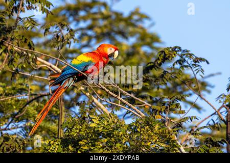 Scharlach (Ara macao), sitzt auf einem Zweig im Regenwald, Costa Rica, Tarcoles Stockfoto