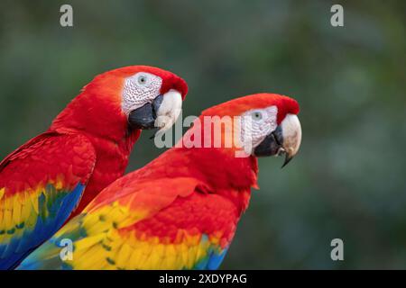 Scharlach Ara (Ara macao), Kopfporträt zweier Aras, die nebeneinander sitzen, Costa Rica, Tarcoles Stockfoto