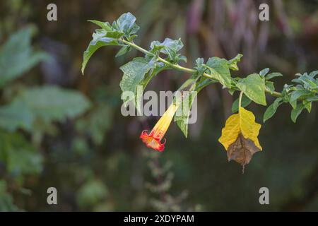 Rote Engeltrompete (Brugmansia sanguinea, Datura sanguinea), Zweig mit Blüte und Blättern, Costa Rica, Los Quetzales Nationalpark Stockfoto