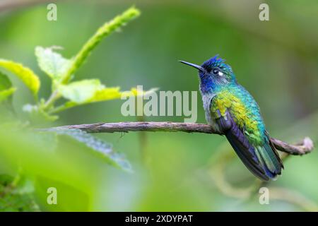 Veilchenkolibris (Klais guimeti), männlich sitzend auf einem Ast, Costa Rica, Guapiles Stockfoto