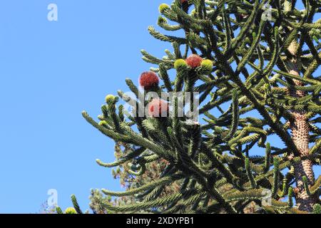 Affen-Puzzle-Baum, Affen-Schwanz-Baum, Pinonero, Pewen, Chilenische Kiefer (Araucaria araucana), Ast mit weiblichen Kegeln Stockfoto