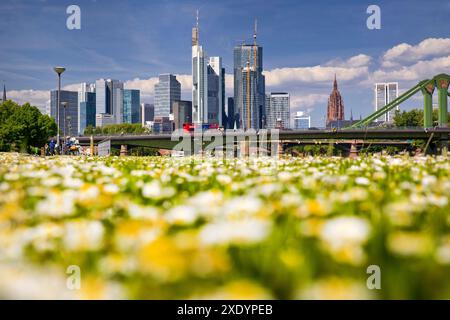 Skyline von Frankfurt am Main im Hintergrund, eine verschwommene Blumenwiese im Vordergrund, Deutschland, Hessen, Frankfurt am Main Stockfoto