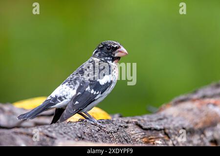 Rosenschnabel (Pheucticus ludovicianus), junger Mann, der auf einem Zweig sitzt, Costa Rica, San Gerardo de Dota Stockfoto