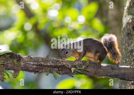 Rotbuschhörnchen, Rotbauchhörnchen (Paraxerus palliatus), läuft auf einem Zweig im Regenwald, Costa Rica, Alajuela Stockfoto