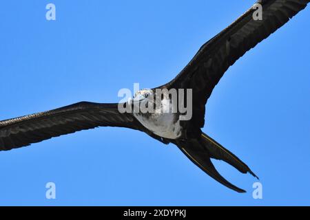 Herrlicher Fregattvogel (Fregata Magniens), weiblich im Flug, Ecuador, Galapagos Inseln Stockfoto