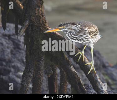 Lavareiher, Galapagos Lavareiher (Butorides sundevalli), unreife Fischerei entlang der Küste, Ecuador, Galapagos Inseln Stockfoto