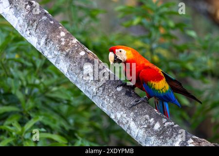 Scharlach (Ara macao), sitzt auf einem Zweig im Regenwald, Costa Rica, Tarcoles Stockfoto