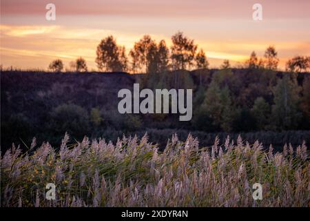 Phragmites australis, Schilf - dichte Dickichte im Tageslicht, Horizont und Bäume am Abendhimmel im Hintergrund, hinten beleuchtet. Stockfoto