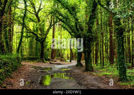 Unbefestigte Straße durch dunklen Wald Stockfoto