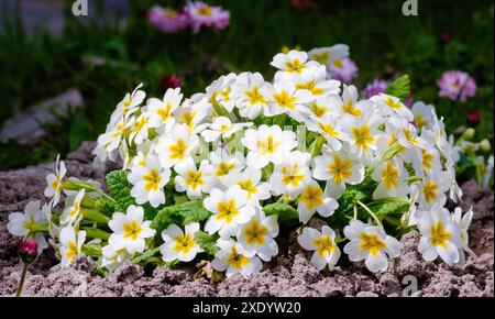 Primula vulgaris, gewöhnliche Kerze, hell blühende weiße Blüten im Garten Stockfoto