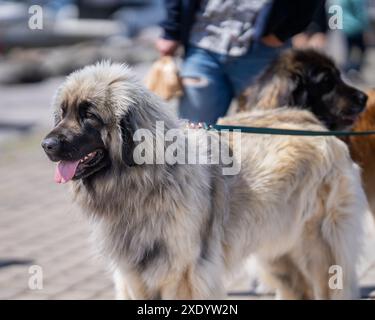 Reinrassiger Leonberger Hund fotografiert an einem sonnigen Sommertag im Freien. Porträt eines sandfarbenen Leonberger Riesenhundes. Stockfoto