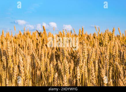 Weizenohren gegen blauen Himmel. Wie die ukrainische Flagge. Gereifte Körner Stockfoto