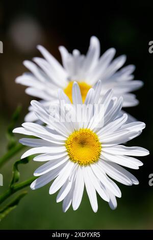 Oxeye Gänseblümchen, Hund Gänseblümchen, marguerite. Helle Blumenköpfe. Weiß und gelb auf dunklem Hintergrund Stockfoto