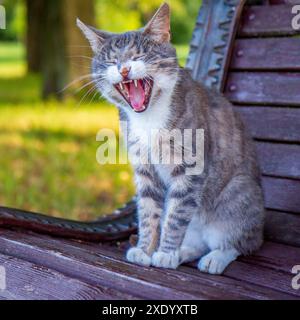 Die Katze hat den Mund weit geöffnet Stockfoto