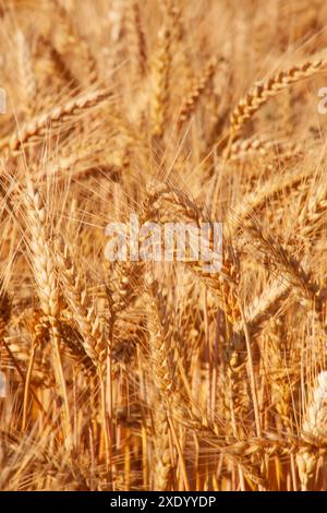 Ohren aus goldenem Weizen reiften auf dem Feld. Weizenernte in der Landwirtschaft. Stockfoto