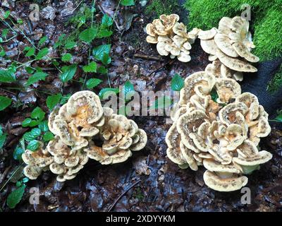 Riesige Polypore Pilz Stockfoto