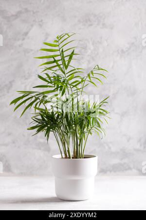 Kleiner moderner Blumentopf mit Areca-Palme auf dem grauen Steinhintergrund minimalistisches Interior Design vertikal Stockfoto