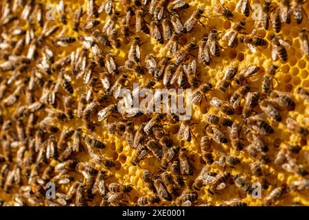 Bienen auf einem Rahmen mit versiegelten Waben Nahaufnahme mit selektivem Fokus und Unschärfe. Stockfoto