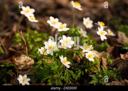 Blühende Schneeglöckchen Anemone blüht unter den Bäumen aus der Nähe Stockfoto