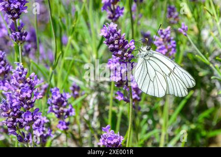 Grüner Weißer Schmetterling (Pieris napi), der sich auf Lavendel ernährt - Zentralfrankreich. Stockfoto