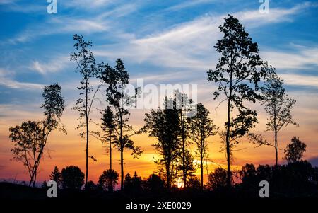 Silhouetten von Bäumen im Wald gegen den hellen Morgenhimmel. Gesättigte Farben. Stockfoto