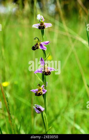 Bienenorchidee (Ophrys apifera), die im Wildgarten wächst - Zentralfrankreich. Stockfoto