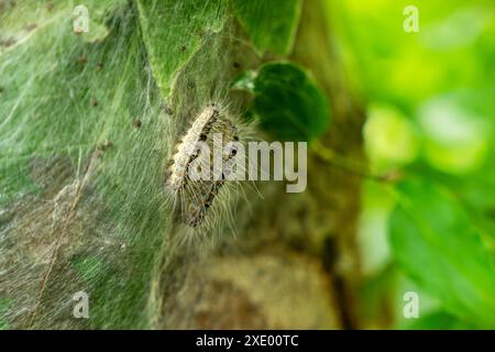 Parasitäre Eichenprozessionsmottenraupen an einem infizierten Baum. Insektenangriff in der Stadt, Umweltproblem. Stockfoto