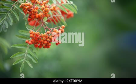 Ein Strauß Vogelbeeren auf einem Baum mit einem verschwommenen grünen Hintergrund. Stockfoto