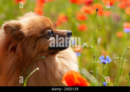 Ein pommerscher Hund steht auf einem Blumenfeld. Der Hund blickt mit neugierigem Ausdruck in die Kamera. Die Szene ist friedlich und ruhig, mit Stockfoto