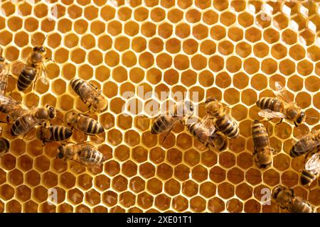 Bienen auf Waben mit Honig aus der Nähe Stockfoto