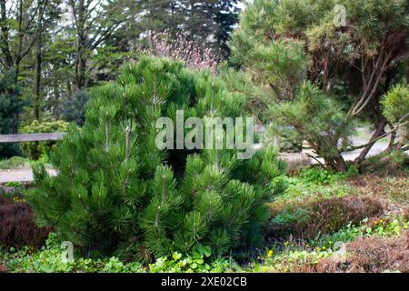 Zwergkiefer ist ein dekorativer Baum, der im Park wächst. Stockfoto