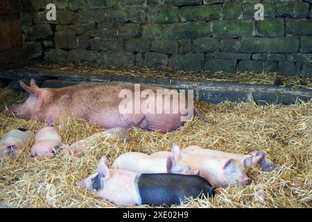 Ferkel in der Nähe einer schlafenden Sau in einer Stall, umgeben von Stroh Stockfoto