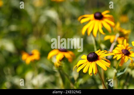 Schwarze Augen Susan oder Rudbeckia hirta Stockfoto