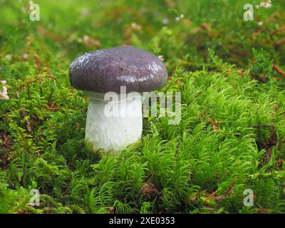 Schleimige Stachelmütze, Gomphidius glutinosus Stockfoto