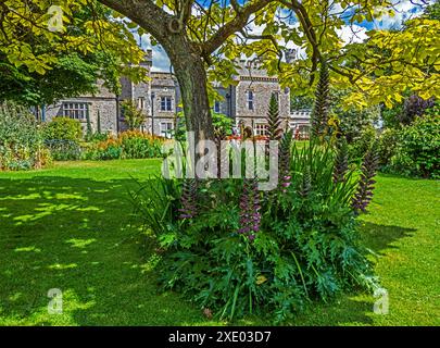 . Bärenhose mit Stachelbären, Acanthus spinosus Stockfoto