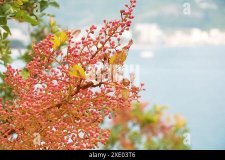 Pistazienzweig mit rosafarbenen Beeren mit Meer auf der Rückseite. Pflanzen und Naturhintergründe Stockfoto