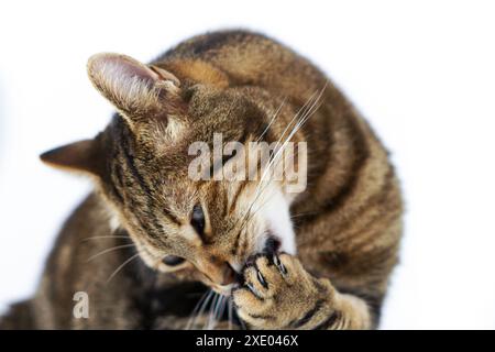 Nahaufnahme einer Katze, die ihre Pfote leckt, isoliert auf weißem Hintergrund Stockfoto