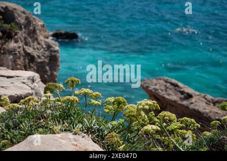 Der Strand ist in Arutas. Sardinien, Italien Stockfoto