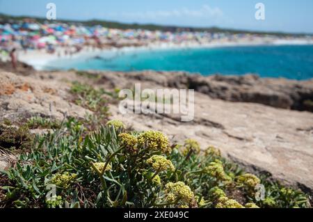 Der Strand ist in Arutas. Sardinien, Italien Stockfoto