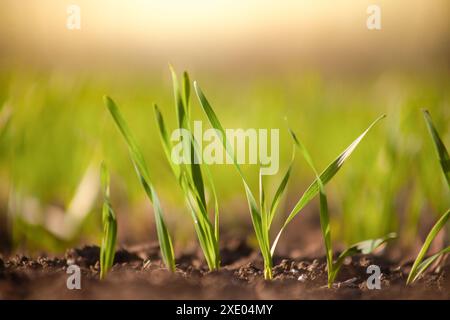Sprossen von jungen Gerste oder Weizen, die gerade in der Erde gekeimt haben, dämmern über einem Feld mit Kulturen. Stockfoto