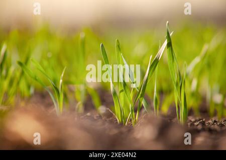 Junge grüne Blätter von Auswuchs von Weizen oder Gerste auf einem landwirtschaftlichen Feld. Stockfoto