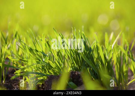 Ein Haufen Weizenkörner, grüne Blätter von jungen Wintersprossen auf einem landwirtschaftlichen Feld. Stockfoto