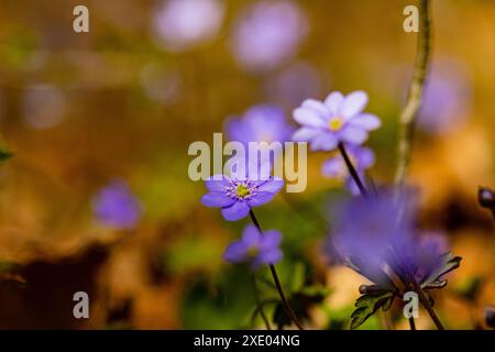 Schöne blühende Leberkraut im Frühling Stockfoto